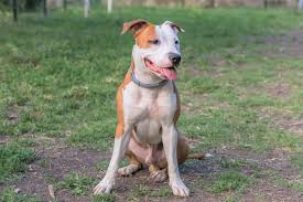 Within our partnership, the shelters commit to us by removing our sponsored dogs from the possibility of being euthanized. Best Pitbull Breeders 2021 10 Places To Find Pitbull Puppies For Sale