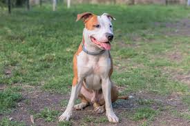 When puppies first meet the world, their eyes are therefore sealed tightly shut because they are very fragile and in an underdeveloped state. Best Pitbull Breeders 2021 10 Places To Find Pitbull Puppies For Sale