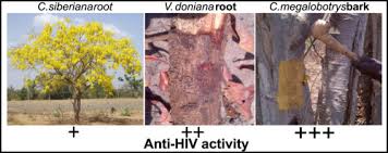 Image result for Croton megalobotrys