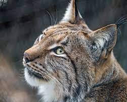 lynx close up face wild cats animals mammals