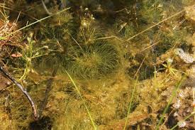 Image result for Eleocharis confervoides