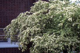 Image result for Ligustrum sinense