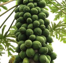 Image result for Carica papaya