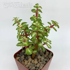 Image result for Portulacaria