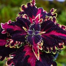 Image result for Coleus welwitschii