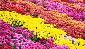 Mums have never looked better. Growing Chrysanthemum Learn How To Plant Care For Mums