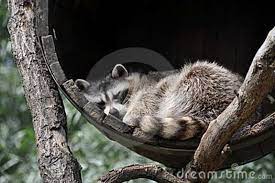 Cute Sleeping Raccoon Pet Raccoon Raccoon Dog Cute Raccoon
