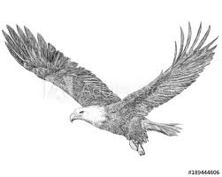 Black And White Flying Eagle Tattoo Flying Eagle Posters Wall Art Prints Buy Online At Europosters Flying Bird Drawing Eagle Painting Eagle Drawing