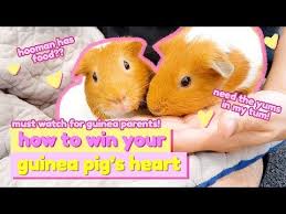 Pin On Guinea Pigs