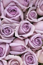 Coral Roses Are The Perfect Way To Celebrate Your First Valentine S Day Together Purple Roses Wallpaper Purple Roses Rose Color Meanings