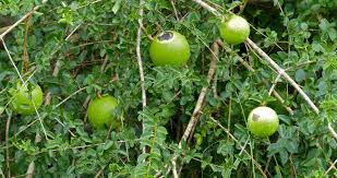 The tree produces spiny green fruits about the size of a golf ball, which turn brown and drop off the tree over an extended period beginning in fall and continuing over the winter. Monkey Orange South African Indigenous Fruit