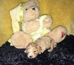 I think there are a. Cavapoo Puppy For Sale Adoption Rescue For Sale In Midland Michigan Classified Americanlisted Com