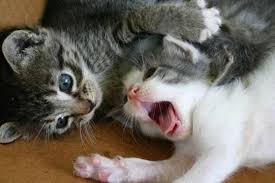 Tanda kucing mengalami demam yang pertama yaitu suhu tubuh yang tinggi atau panas. Cara Mengobati Kucing Demam Secara Cepat Dan Ampuh