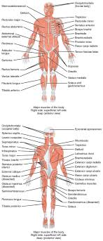 Chapter 37 Naming Skeletal Muscles Bio 140 Human Biology I Textbook Libguides At Hostos Community College Library