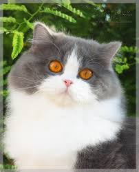 The british longhair cat is a development from the british shorthaired cat. British Longhair Blue Bicolor Cat Breeds Russian Blue Cat Personality Bicolor Cat