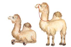 On a mission to find an inland taipan, kayne and kamil run into a camel train! Camel Watercolor Clipart Desert Animals Flowering Cacti Camel By Evgeniia Grebneva Painting Thehungryjpeg Com