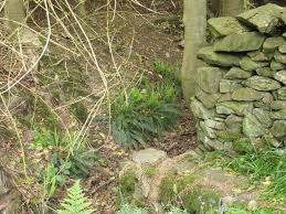 Image result for Trichopteryx fruticulosa