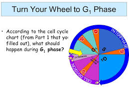 aim how do we model the cell cycle in a normal cell your