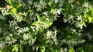More like a bush plant with hangs down like an umbrella. Trachelospermum Jasminoides Confederate Jasmine Star Jasmine North Carolina Extension Gardener Plant Toolbox