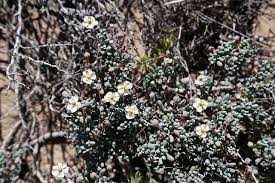 Image result for Hypertelis