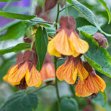 Image result for Abutilon grantii