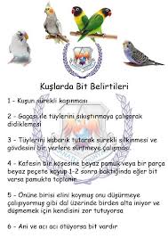Kuslarda Bit Neden Olur Ve Nasil Tedavi Muhabbet Kusu Uretimi Ve Bilgilendirme Facebook