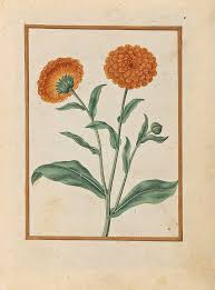 Yellow calendula flower, and discover more than 12 million professional graphic resources on freepik. Pot Marigolds Drawing By Jacques Le Moyne De Morgues
