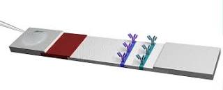 Image result for Abc19 lateral test flow