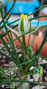 Image result for Albuca sp. no. 1