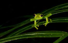 Image result for glass frog