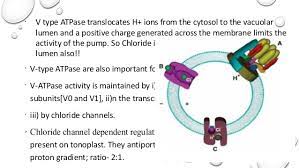 Check spelling or type a new query. Vacuole