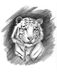 White tiger by aidan8500 on deviantart. White Tiger Drawing By Lou Ortiz
