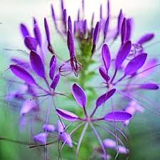 Image result for Cleome
