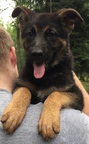 938 beğenme · 66 kişi bunun hakkında konuşuyor · 75 kişi buradaydı. Akc Ofa Lifetime Warranty Female German Shepherd Puppies For Sale In Roscommon Michigan German Shepherd Puppies Cute German Shepherd Puppies Puppies