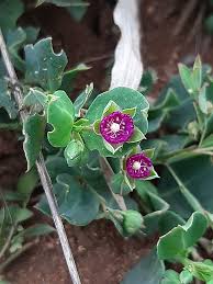 Image result for Lophiocarpaceae