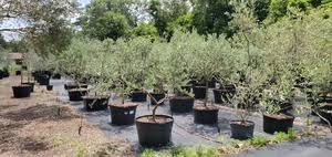 Olive trees are culturally, religiously, and economically significant to palestinians. Olive Tree Growers Olive Trees For Landscape Garden And Patio