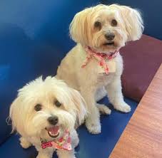 HAPPY NATIONAL PUPPY DAY!!!!😍💕🌈💌‼️😘👍🏻👍🏻👍🏻🐶