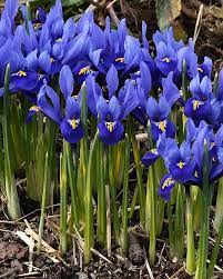Buy In Summer Iris Reticulata Iris Flowers Dwarf Iris