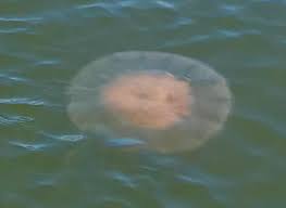 A meaty jelly with noticeable oral arms but no. Mushroom Cap Jelly Extra Large Jellywatch