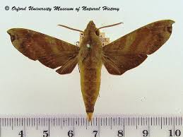 Image result for Rhaphiostylis beninensis