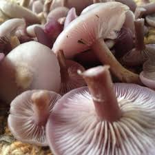 Image result for Clitocybe multiceps