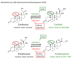 Image result for Cortisone