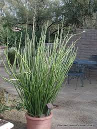 Maybe you would like to learn more about one of these? Pedilanthus Macrocarpus Lady S Slipper Mountain States Wholesale Nursery