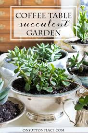 You can fill yours with whatever succulents or other plants you'd like depending on what looks good to you. Coffee Table Succulent Garden In Vintage Silver On Sutton Place