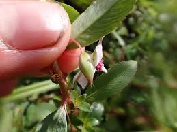 Image result for Sauvagesia