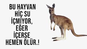 Mucize Bu Hayvan Hic Su Icmiyor Eger Icerse Hemen Olur Allah In Yaratilis Mucizesi Youtube