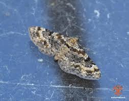 Image result for Eupithecia pulchellata