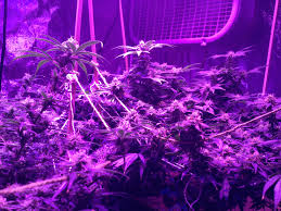 Dutch masters gold grow and bloom part a+b. Added Grow Journal Led Grow 2013 Chernobyl Infinite Euphoria Atomic Northern Lights Cannabis And Psychedelics Journal