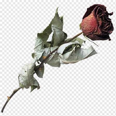 Dried Rose with Thorns and Wilted Leaves PNG Image – Free Download |  CleanPNG - CleanPNG