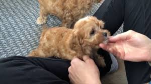 We did not find results for: Perfect Red Cavapoo Puppies Regal Samson By Happy Tails